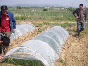 公司苗圃组织薄壳山核桃扦插育苗实验