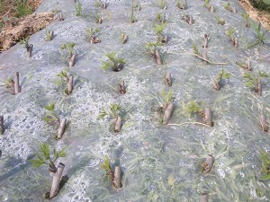 公司苗圃组织薄壳山核桃扦插育苗实验