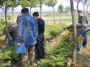 公司领导在苗圃检查工作