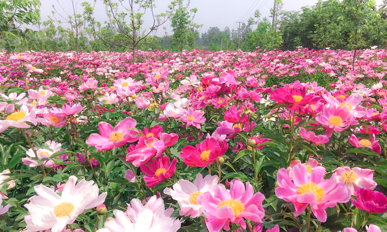 芍药